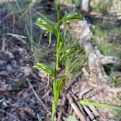 Bunochilus umbrinus at suppressed - 7 Sep 2021