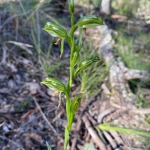 Bunochilus umbrinus at suppressed - 7 Sep 2021