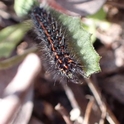 Nyctemera amicus (Senecio Moth, Magpie Moth, Cineraria Moth) at Fadden, ACT - 7 Sep 2021 by AnneG1