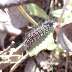 Nyctemera amicus at Fadden, ACT - 7 Sep 2021 12:24 PM