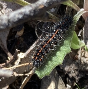 Nyctemera amicus at Fadden, ACT - 7 Sep 2021 12:24 PM