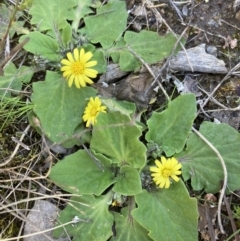 Cymbonotus sp. (preissianus or lawsonianus) (Bears Ears) at Fadden Hills Pond - 7 Sep 2021 by AnneG1