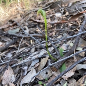 Pterostylis nutans at Aranda, ACT - suppressed