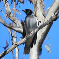 Coracina novaehollandiae (Black-faced Cuckooshrike) at Kambah, ACT - 7 Sep 2021 by MatthewFrawley