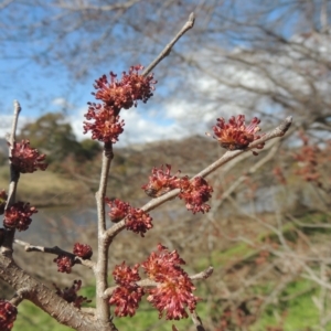 Ulmus procera at Tharwa, ACT - 21 Aug 2021