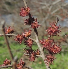 Ulmus procera at Tharwa, ACT - 21 Aug 2021