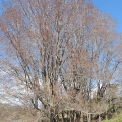 Ulmus procera at Tharwa, ACT - 21 Aug 2021