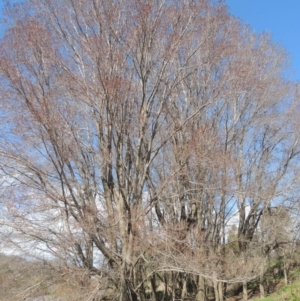 Ulmus procera at Tharwa, ACT - 21 Aug 2021