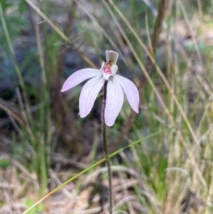 Caladenia fuscata at Aranda, ACT - suppressed