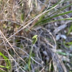 Glossodia major at Aranda, ACT - suppressed