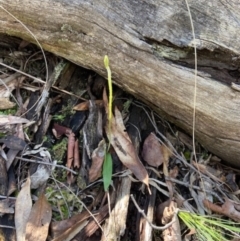 Glossodia major at Aranda, ACT - suppressed