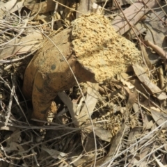 Pisolithus microcarpus (A puffball) at Stromlo, ACT - 7 Sep 2021 by Jean