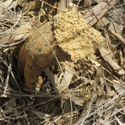 Pisolithus microcarpus (A puffball) at Stromlo, ACT - 6 Sep 2021 by Jean