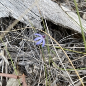 Cyanicula caerulea at Downer, ACT - 1 Sep 2021