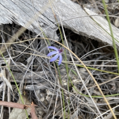 Cyanicula caerulea (Blue Fingers, Blue Fairies) at Downer, ACT - 1 Sep 2021 by peopsh