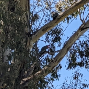 Callocephalon fimbriatum at Uriarra Village, ACT - suppressed