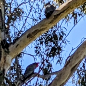 Callocephalon fimbriatum at Uriarra Village, ACT - suppressed