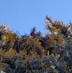 Callocephalon fimbriatum at Uriarra Village, ACT - suppressed