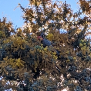 Callocephalon fimbriatum at Uriarra Village, ACT - suppressed