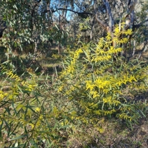 Acacia longifolia subsp. longifolia at Symonston, ACT - 8 Sep 2021 03:45 PM