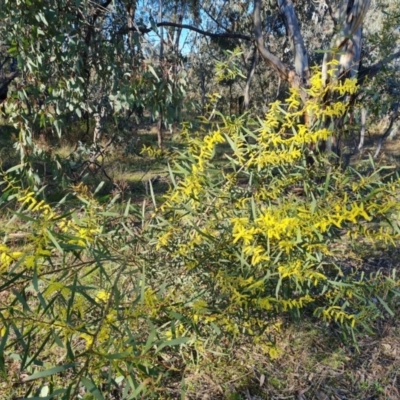 Acacia longifolia subsp. longifolia (Sydney Golden Wattle) at Symonston, ACT - 8 Sep 2021 by Mike