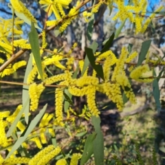 Acacia longifolia subsp. longifolia at Symonston, ACT - 8 Sep 2021