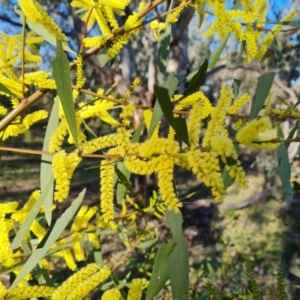 Acacia longifolia subsp. longifolia at Symonston, ACT - 8 Sep 2021 03:45 PM