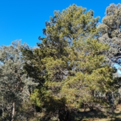 Pinus radiata (Monterey or Radiata Pine) at Isaacs Ridge - 8 Sep 2021 by Mike