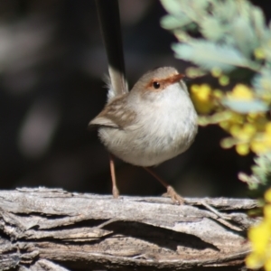 Malurus cyaneus at Gundaroo, NSW - 8 Sep 2021