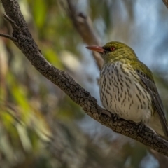 Oriolus sagittatus (Olive-backed Oriole) at Mount Majura - 6 Sep 2021 by trevsci