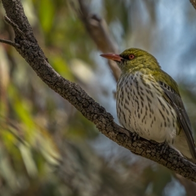 Oriolus sagittatus (Olive-backed Oriole) at Downer, ACT - 6 Sep 2021 by trevsci