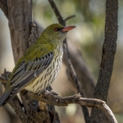 Oriolus sagittatus at Downer, ACT - 6 Sep 2021