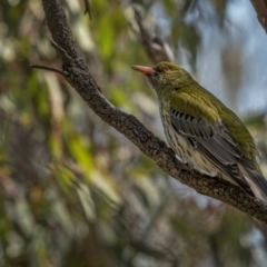 Oriolus sagittatus at Downer, ACT - 6 Sep 2021