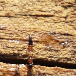 Ochthephilum mastersii at Holt, ACT - 8 Sep 2021