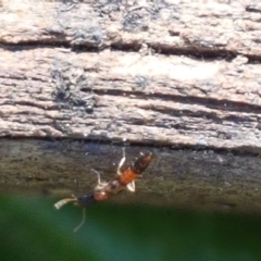 Ochthephilum mastersii at Holt, ACT - 8 Sep 2021