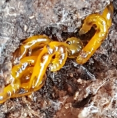 Unidentified Insect at Ginninderry Conservation Corridor - 8 Sep 2021 by trevorpreston