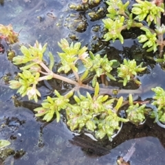 Crassula helmsii at Holt, ACT - 8 Sep 2021