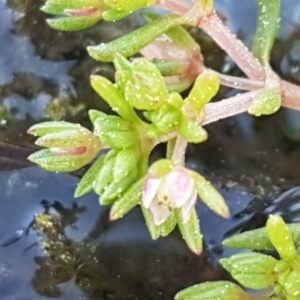 Crassula helmsii at Holt, ACT - 8 Sep 2021