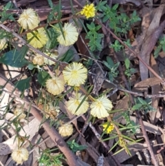 Acacia genistifolia (Early Wattle) at Holt, ACT - 8 Sep 2021 by tpreston