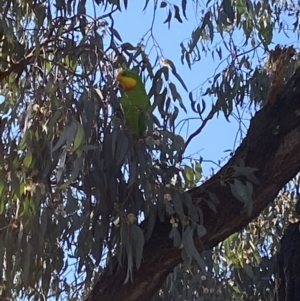 Polytelis swainsonii at Wanniassa, ACT - suppressed