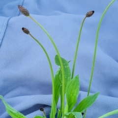 Plantago lanceolata (Ribwort Plantain, Lamb's Tongues) at Isaacs Ridge - 8 Sep 2021 by Mike