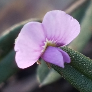 Hovea heterophylla at Holt, ACT - 8 Sep 2021