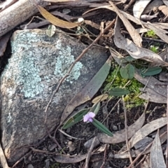 Hovea heterophylla at Holt, ACT - 8 Sep 2021