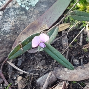 Hovea heterophylla at Holt, ACT - 8 Sep 2021