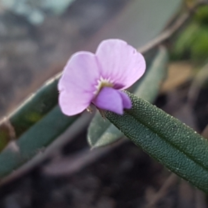 Hovea heterophylla at Holt, ACT - 8 Sep 2021