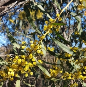 Acacia rubida at Holt, ACT - 8 Sep 2021