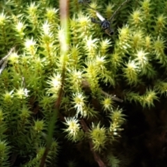 Bartramiaceae at Holt, ACT - 8 Sep 2021 by trevorpreston