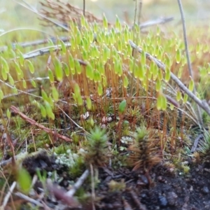 Rosulabryum sp. at Holt, ACT - 8 Sep 2021