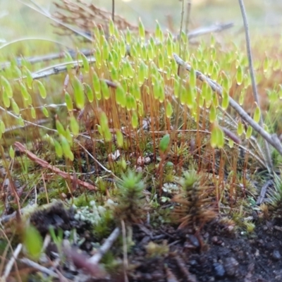 Rosulabryum sp. (A moss) at Holt, ACT - 8 Sep 2021 by trevorpreston