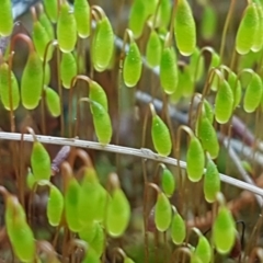 Rosulabryum sp. at Holt, ACT - 8 Sep 2021